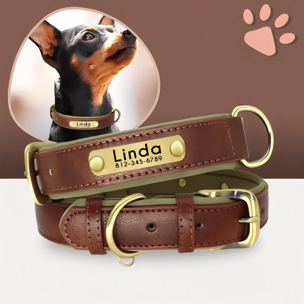 personnalisation collier chien avec un chien en arrière plan