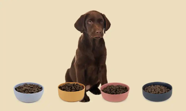Chien assis devant plusieurs gamelles chien colorées remplies de croquettes, illustrant le choix entre gamelle anti glouton, gamelle surélevée et la meilleure gamelle pour chien en 2025.