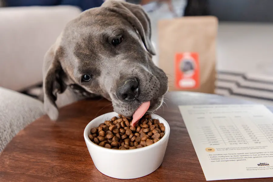 Chiot mangeant des croquettes chien à base de viande, avec une alimentation adaptée en fonction de la source de protéines comme le poulet ou le poisson.