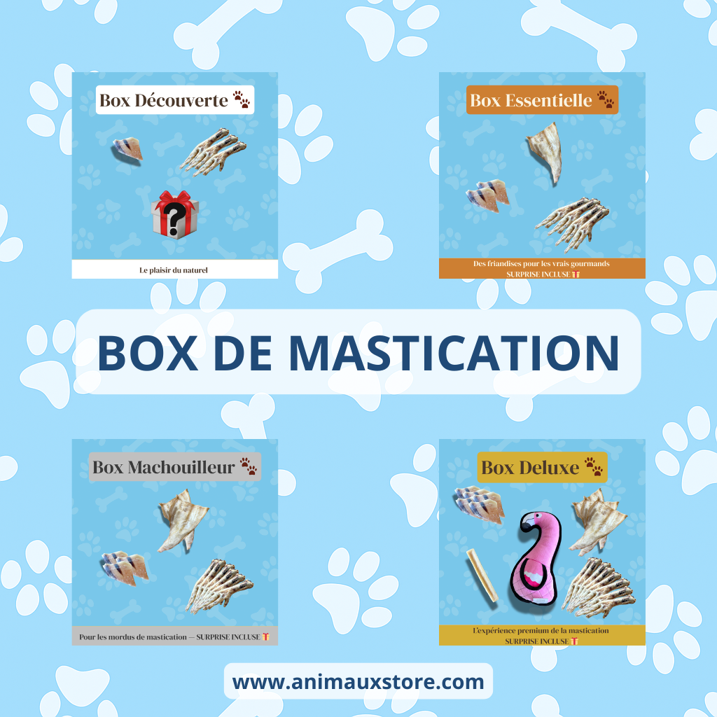 Image illustrant les quatre box de mastication Animaux Store – Box Découverte, Essentielle, Machouilleur et Deluxe – dédiées aux friandises naturelles pour chien.