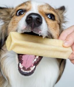 Chien savourant un fromage de yak pour chien, friandise naturelle favorisant la mastication durable et le bien-être bucco-dentaire.