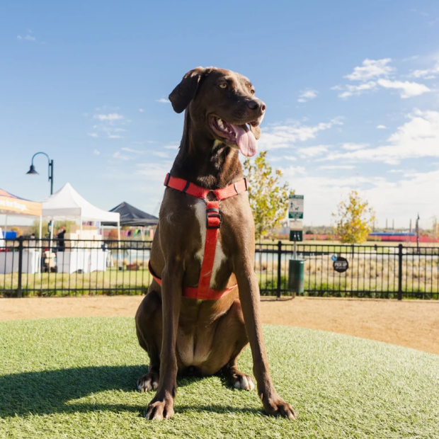 Chien portant un harnais en H rouge : idéal pour les balades et le bon développement du chiot