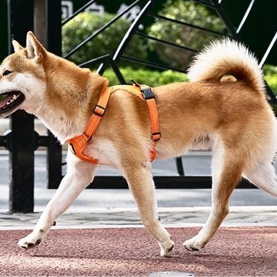 "Harnais en H pour chiot : maintien optimal et respect de la croissance naturelle du chien