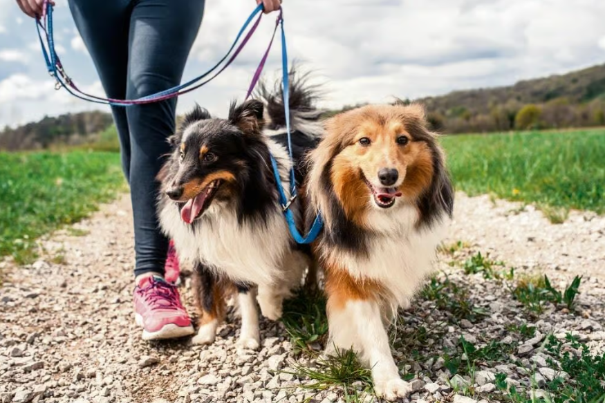 Balade chien bien-être : deux chiens en promenade dans la nature, profitant d’une sortie variée pour stimuler leur santé physique et mentale.