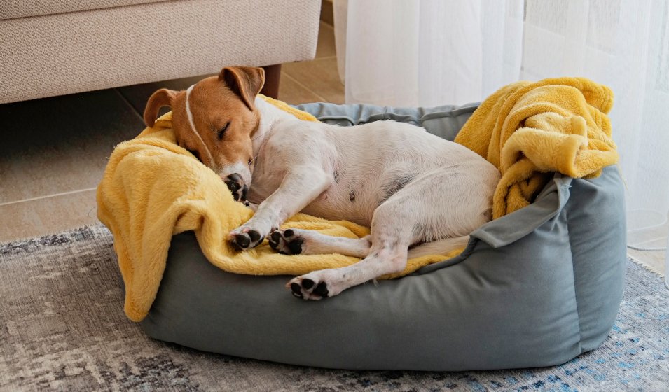 Petit chien endormi dans un panier pour chien confortable avec couverture, un couchage design et douillet idéal pour choisir le meilleur panier.