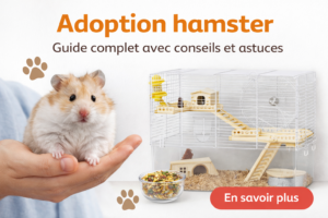 adoption hamster image de mise en avant avec hamster dans la main, cage équipée avec accessoires et bol de nourriture pour bien préparer son arrivée