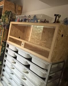 terrarium reptile en bois 120x60x60 cm installé chez un client satisfait avec meuble d’élevage