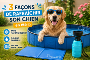 rafraîchir son chien en été