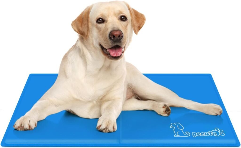 rafraîchir son chien en été